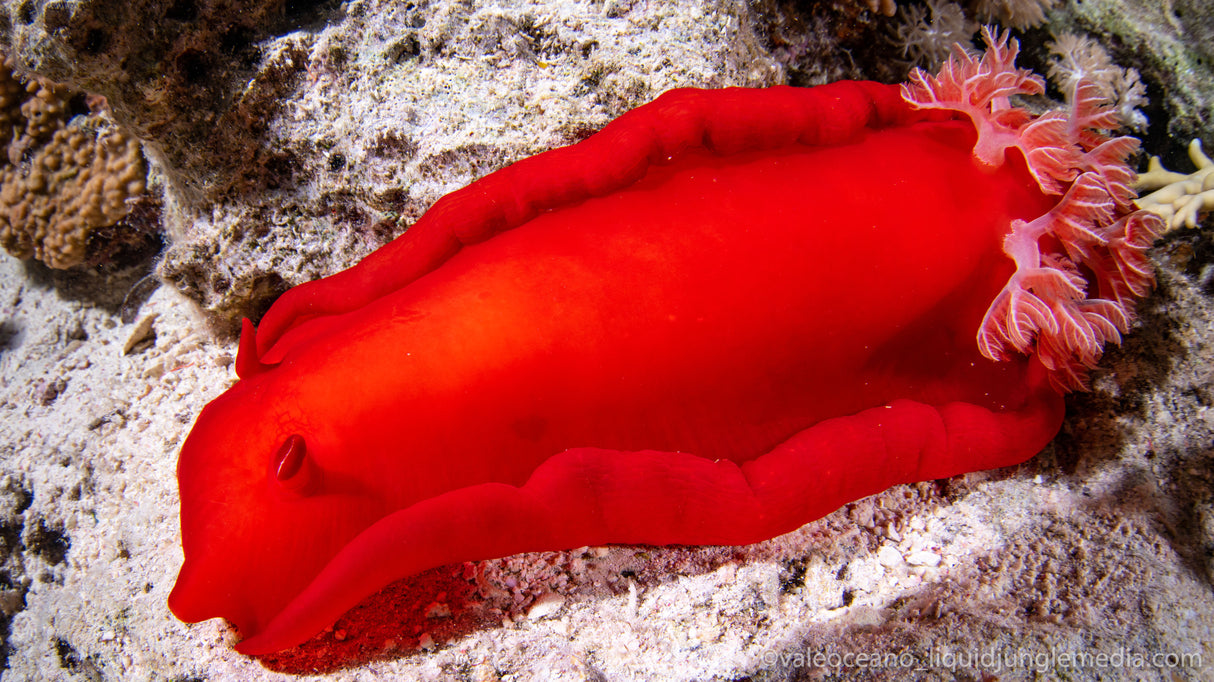 Egypten, Sharm El Sheikh - Grupperejse