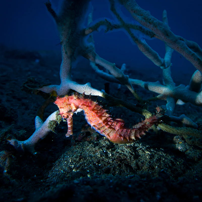 DIVEVOLK Snoot til SL20 videolys