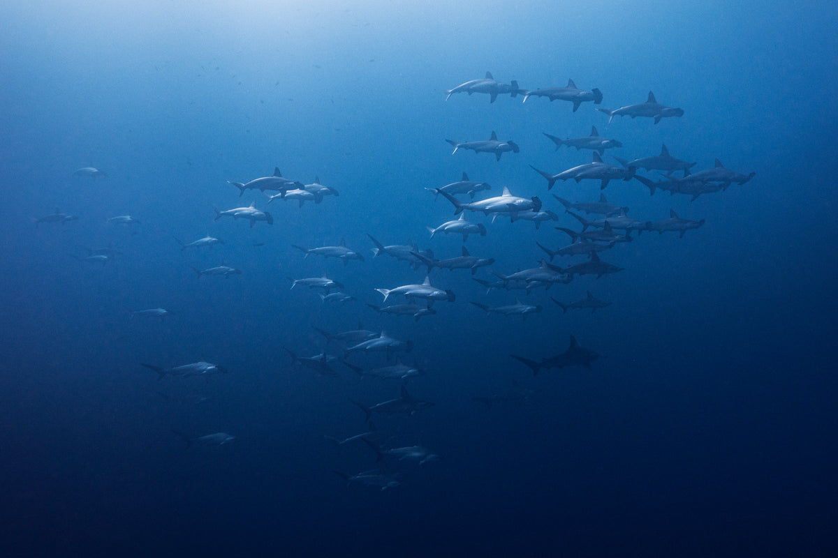 Mexico, Socorro Island - Liveaboard