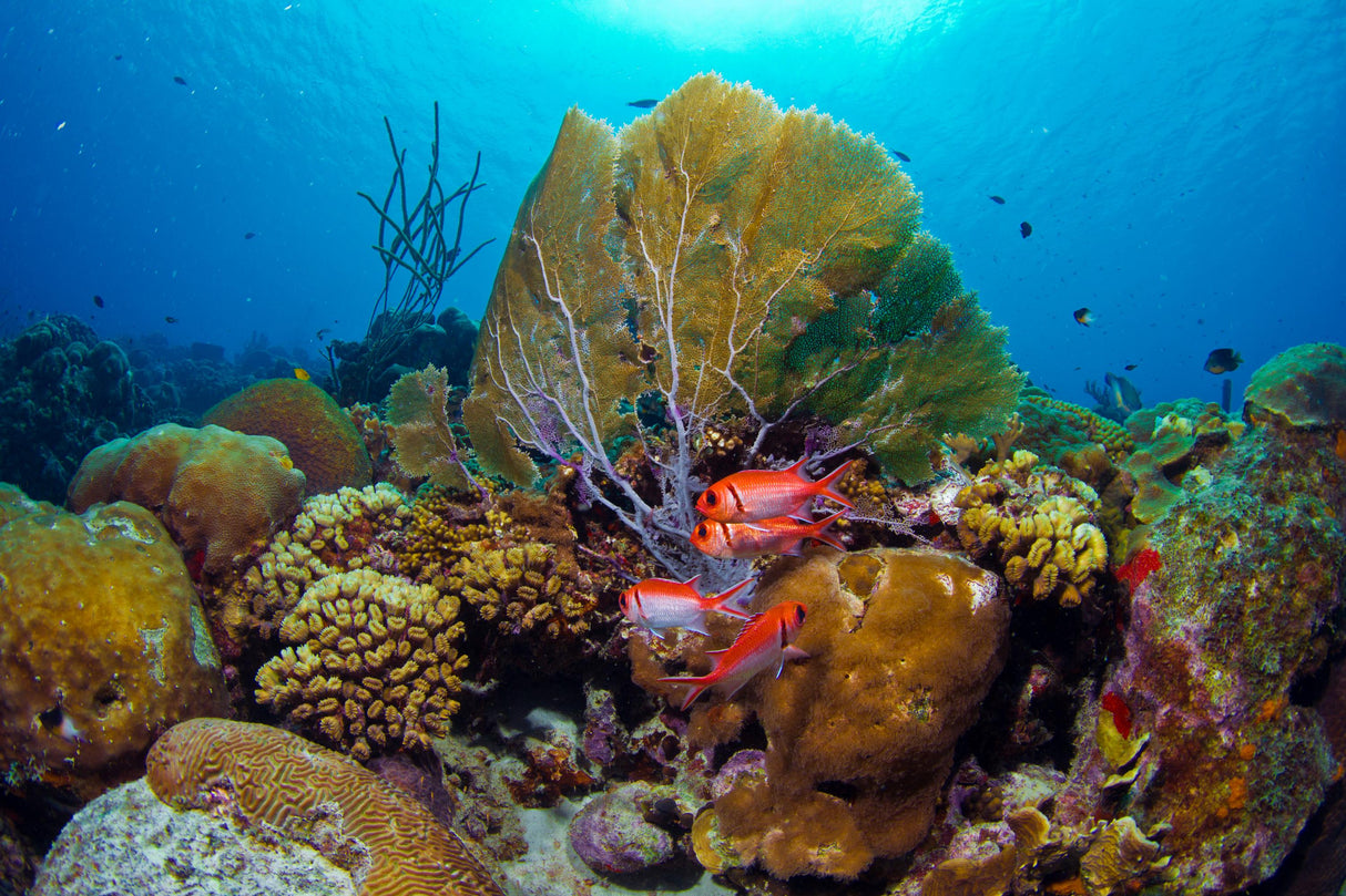 Caribien, Bonaire - Fra 7 nætter