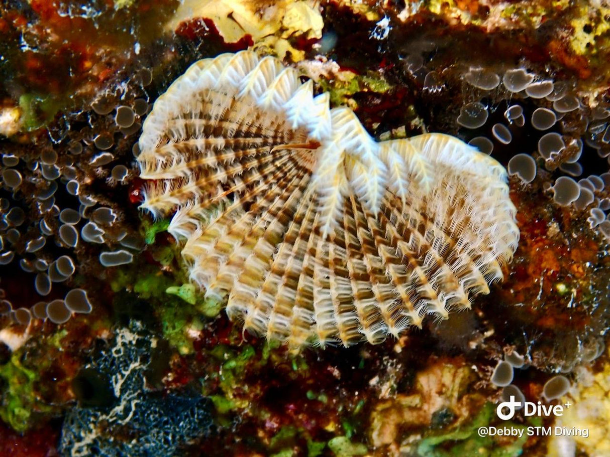 Egypten, Hurghada - Liveaboard, M/Y Simba, uge 43