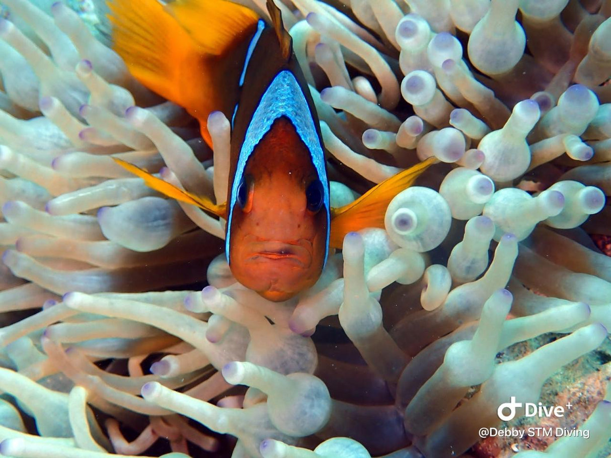 Egypten, Hurghada - Liveaboard, M/Y Simba, uge 43