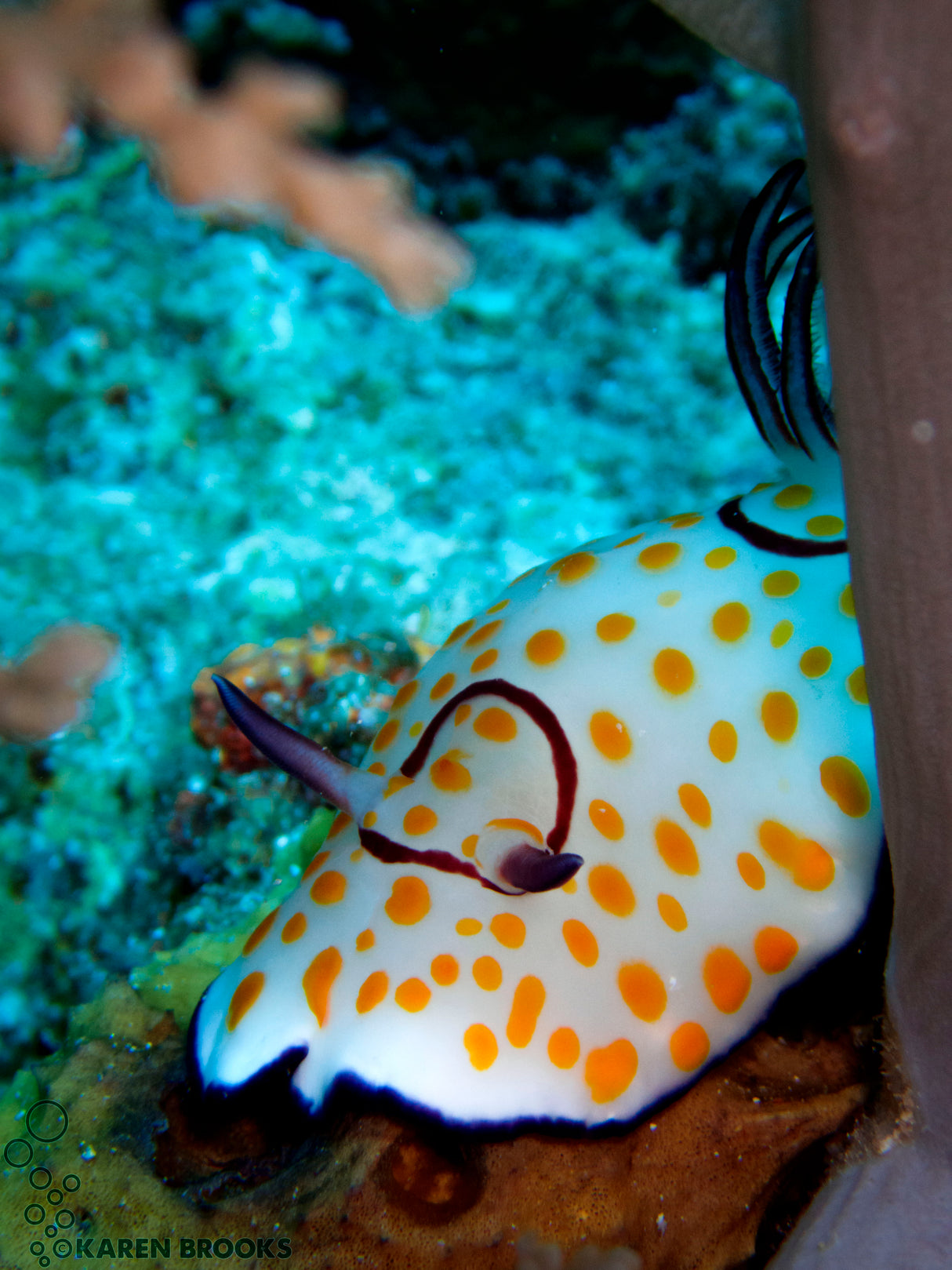 Egypten, Sharm El Sheikh - Grupperejse