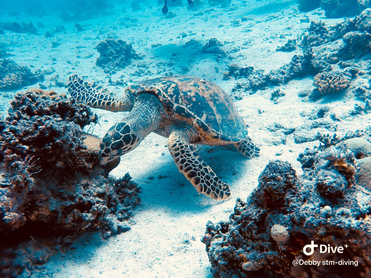 Egypten, Hurghada - Liveaboard, M/Y Sea Fox, uge 42