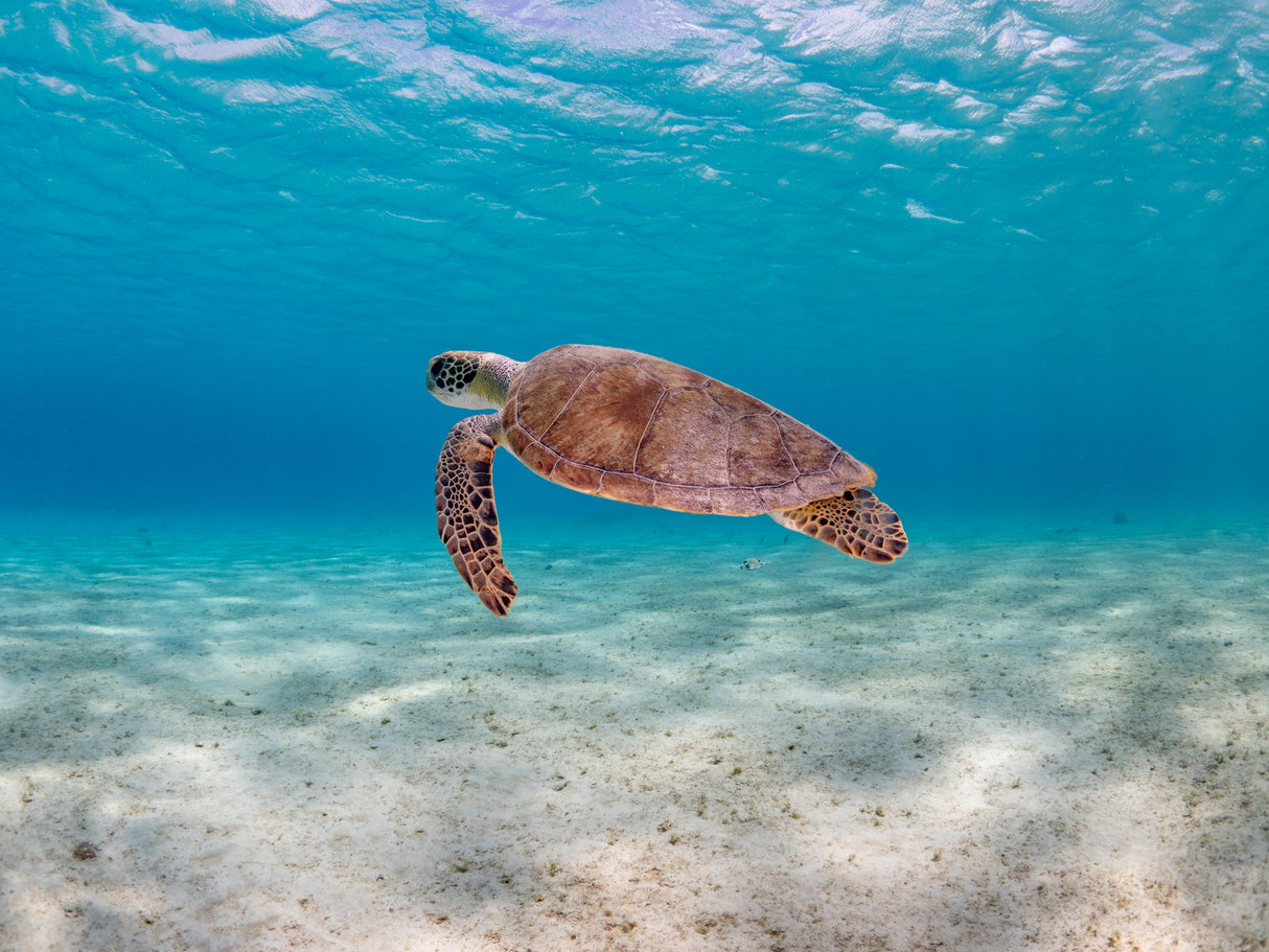 Caribien, Bonaire - Fra 7 nætter
