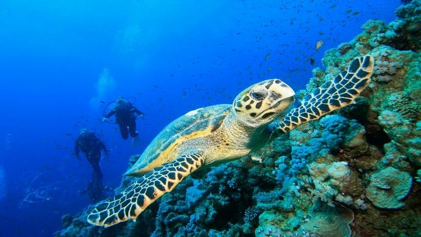 Egypten, Hurghada - Liveaboard, M/Y Amelie Adventures, uge 45