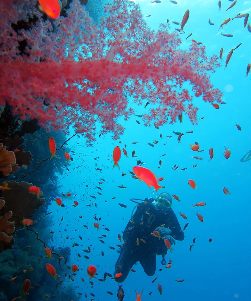 Egypten, Hurghada - Liveaboard, M/Y Amelie Adventures, uge 45