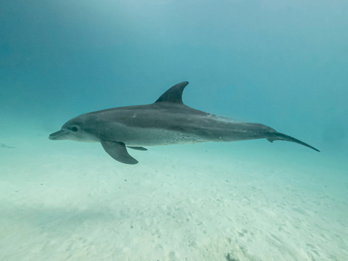 Egypten, Hurghada - Liveaboard, M/Y Amelie Adventures, uge 45