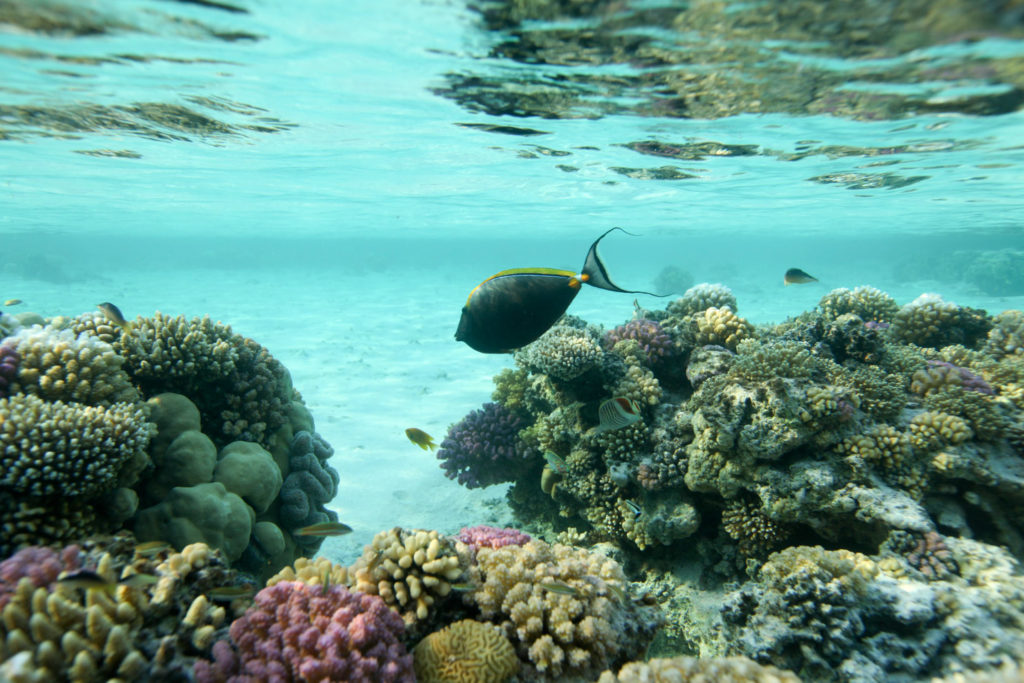 Sharm El Sheikh, Egypten - Grupperejse med Dykkerkursus