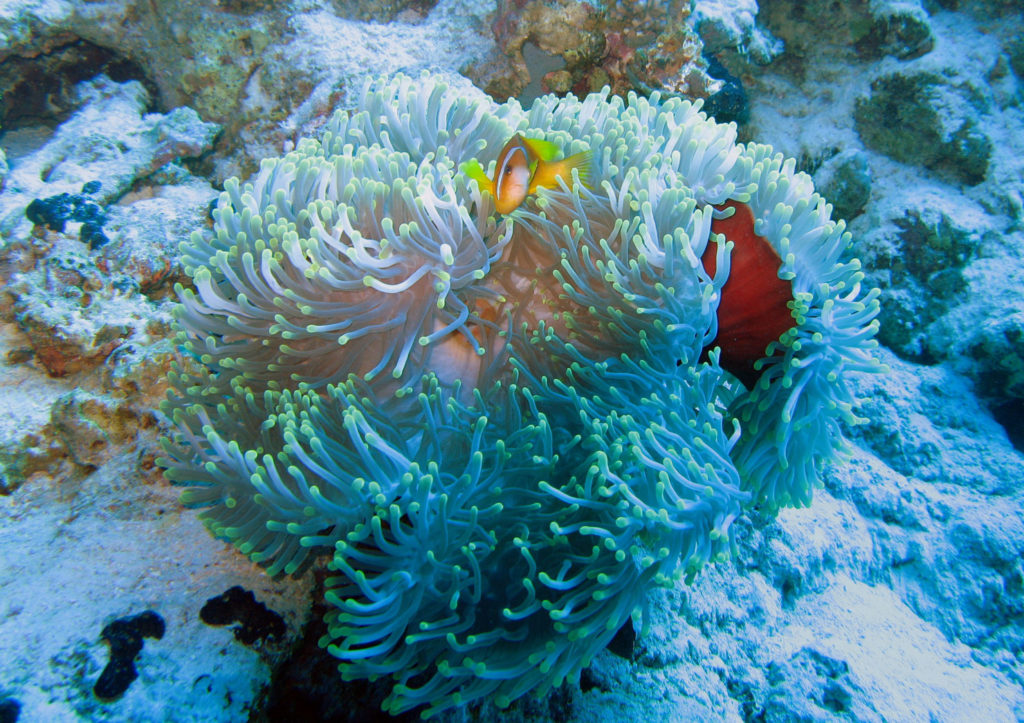 Sharm El Sheikh, Egypten - Grupperejse med Dykkerkursus