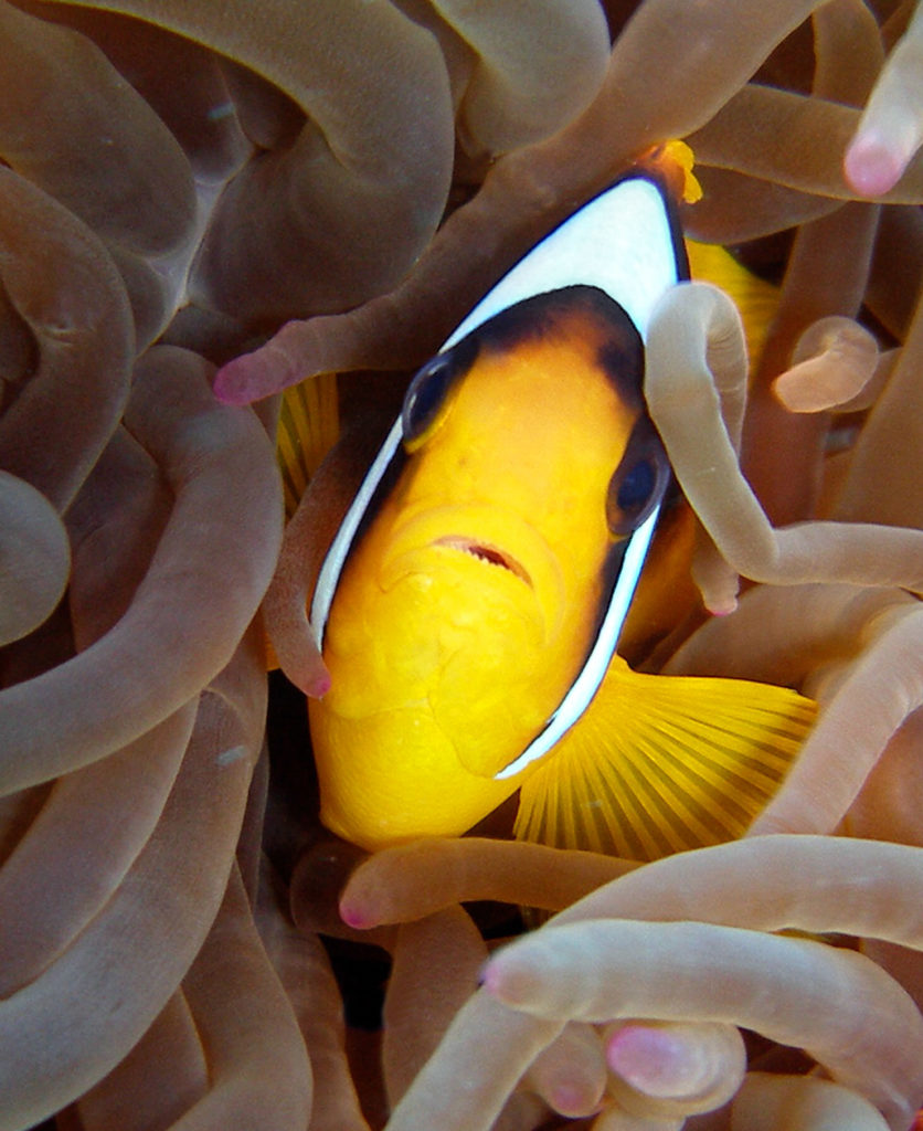 Sharm El Sheikh, Egypten - Grupperejse med Dykkerkursus