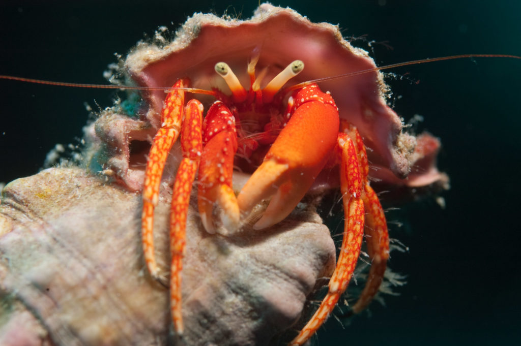 Egypten - Sharm El Sheikh - Grupperejse med Dykkerkursus