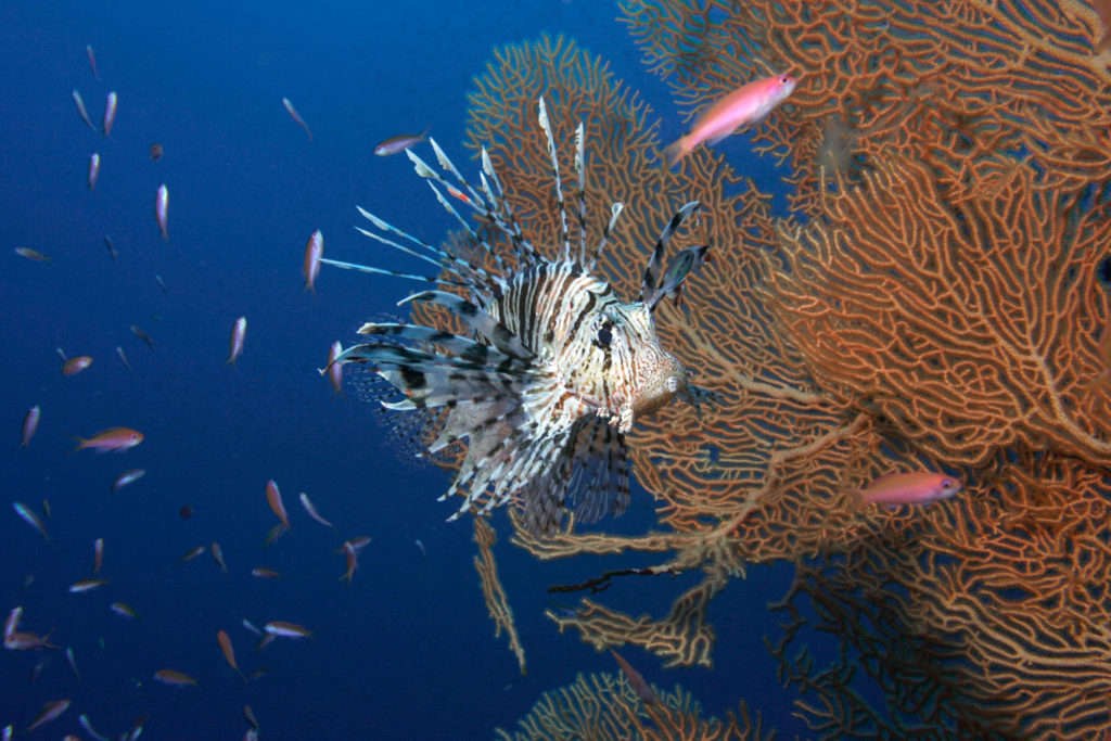 Egypten - Sharm El Sheikh - Grupperejse med Dykkerkursus