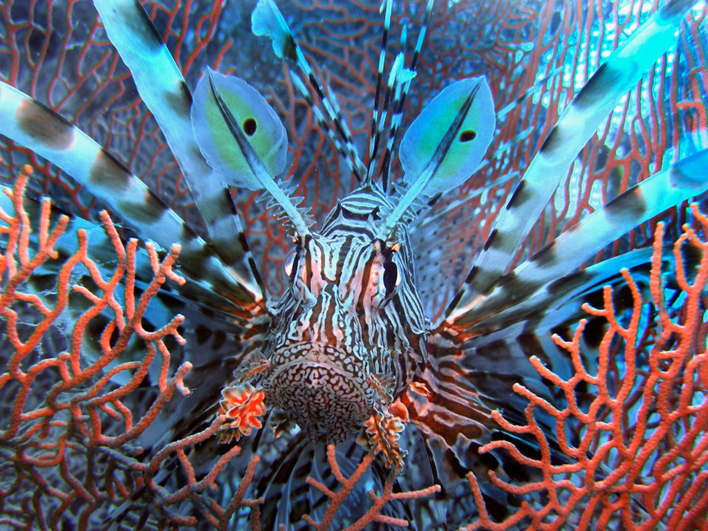 Sharm El Sheikh, Egypten - Grupperejse med Dykkerkursus