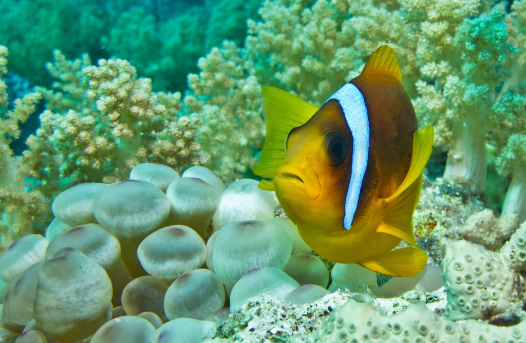 Egypten - Sharm El Sheikh - Grupperejse med Dykkerkursus