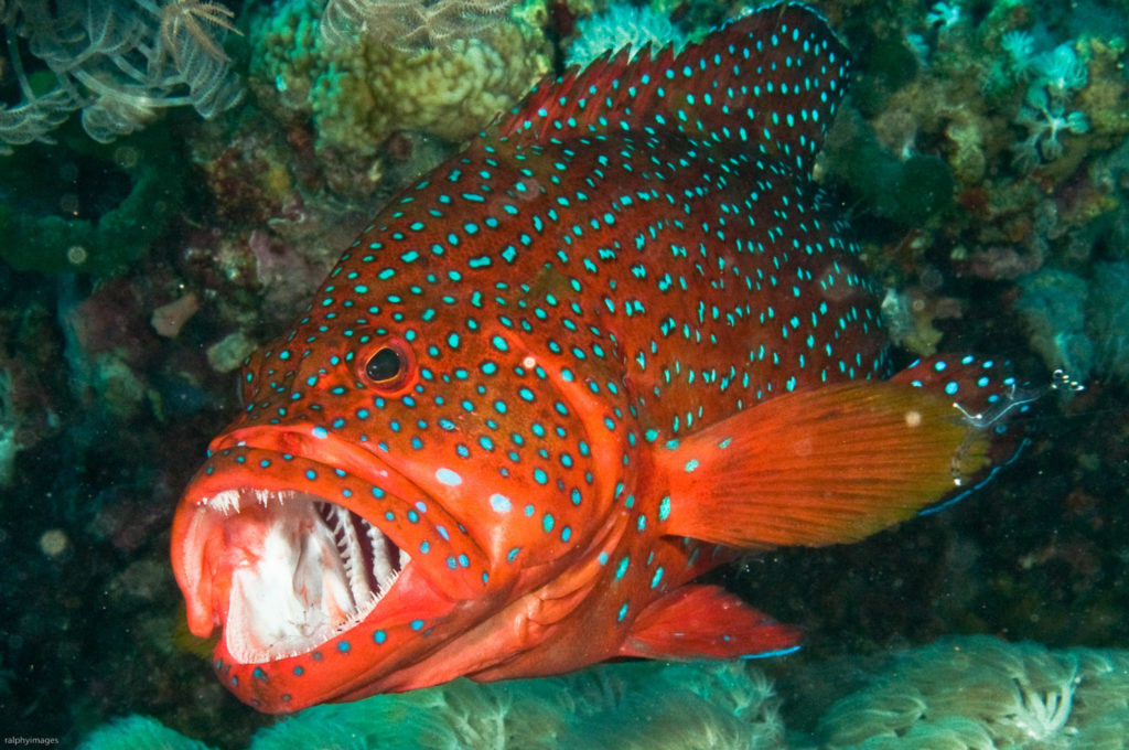 Egypten - Sharm El Sheikh - Grupperejse med Dykkerkursus