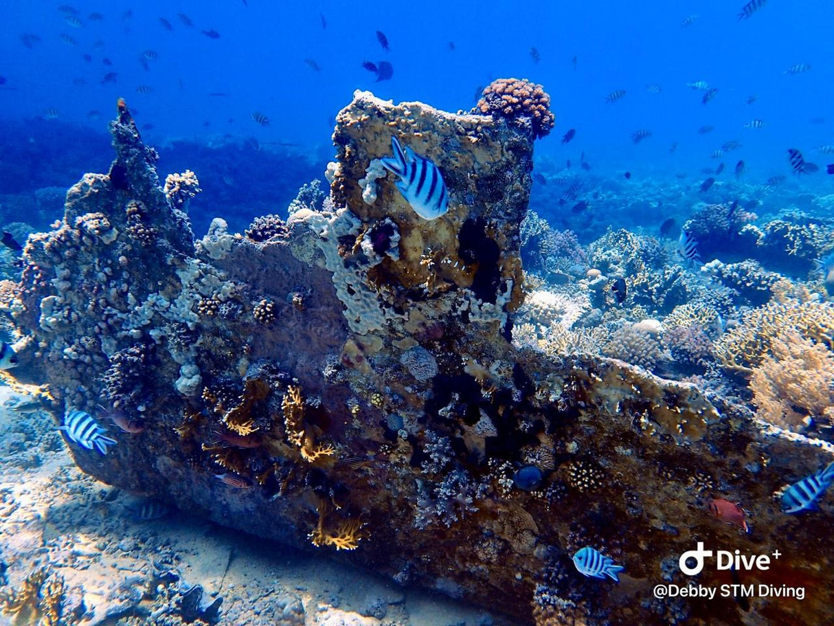 Egypten, Hurghada - Liveaboard, M/Y Simba, uge 43