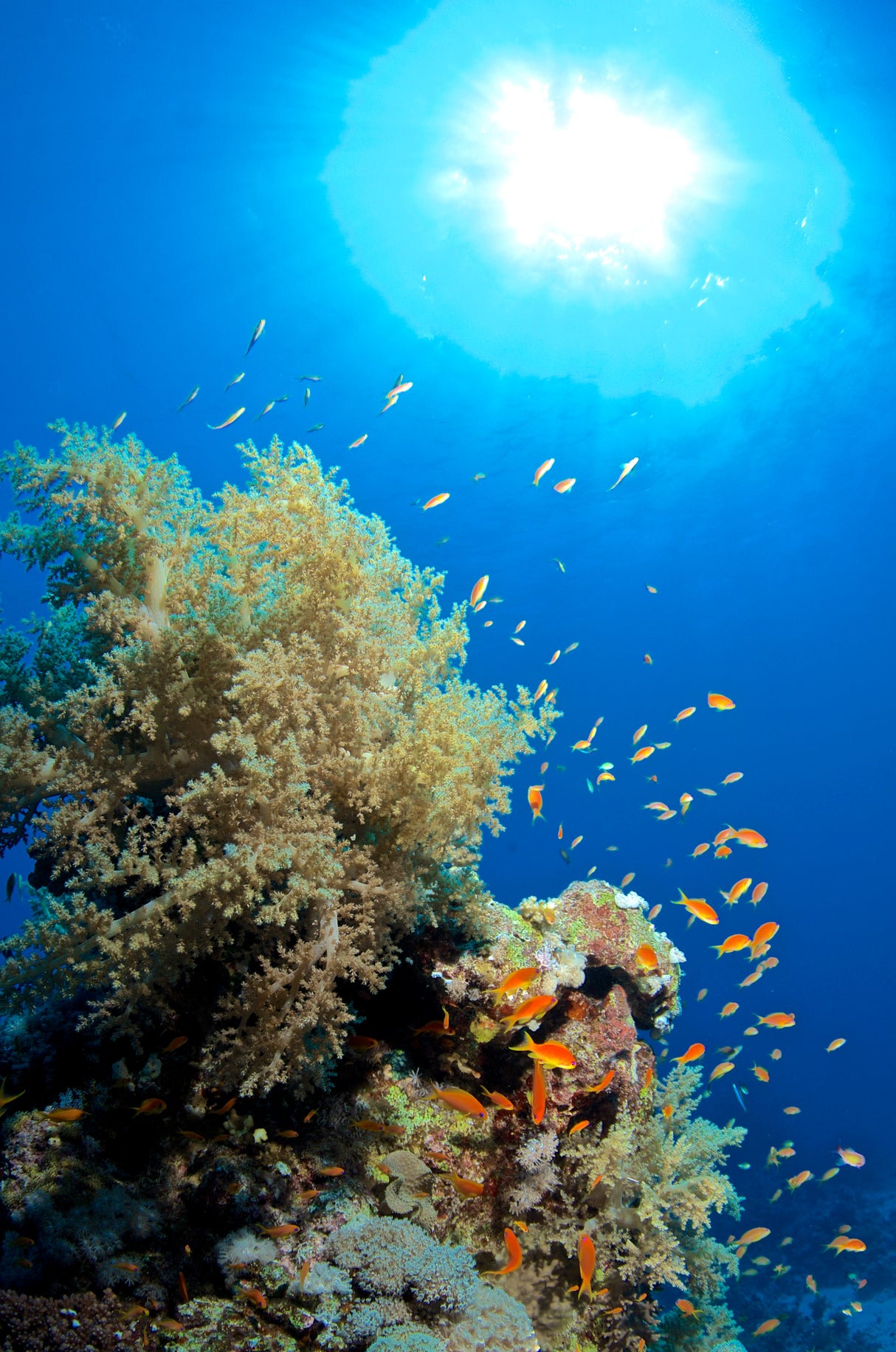 Egypten, Safaga - Dykkerrejse