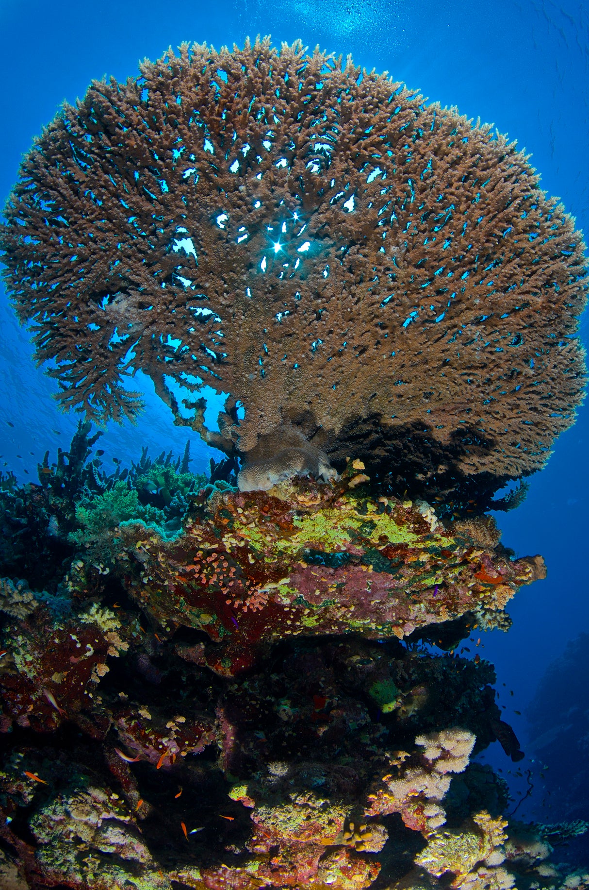Egypten, Safaga - Dykkerrejse
