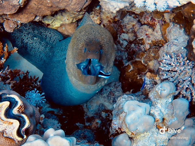 Egypten, Hurghada - Liveaboard Uge 39 2027, North & Dahab