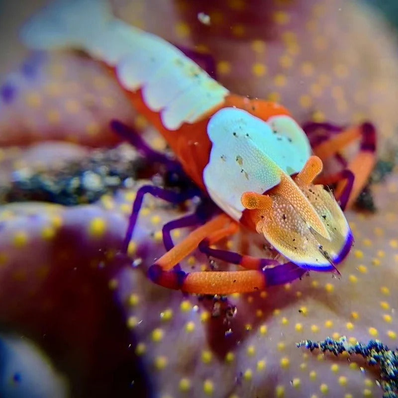 DIVEVOLK SeaTouch 4 MAX Plus, Underwater housing til iPhone og Android, Black