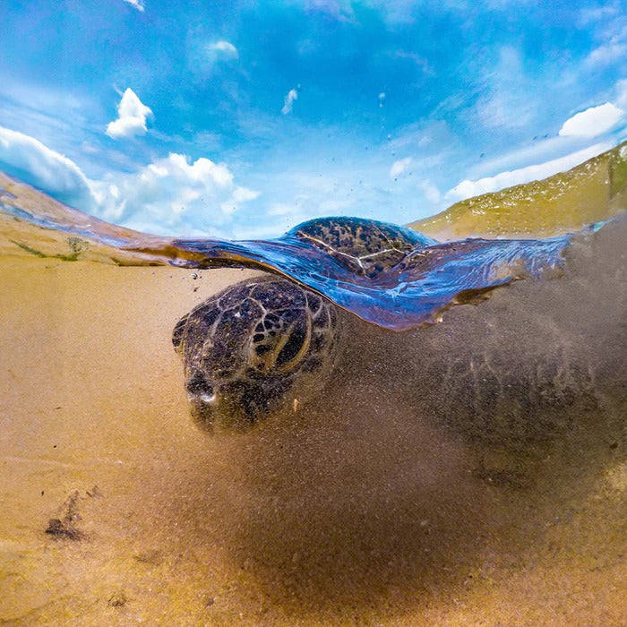 Divevolk SeaTouch 4 Max Plus Underwater Housing Water Sports Kit til iPhone og Android