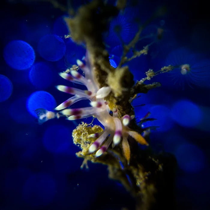 DIVEVOLK Macro linse +8