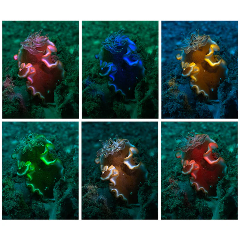 DIVEVOLK Farvefilterhjul til 2000 Lumen dykkerlampe snoot