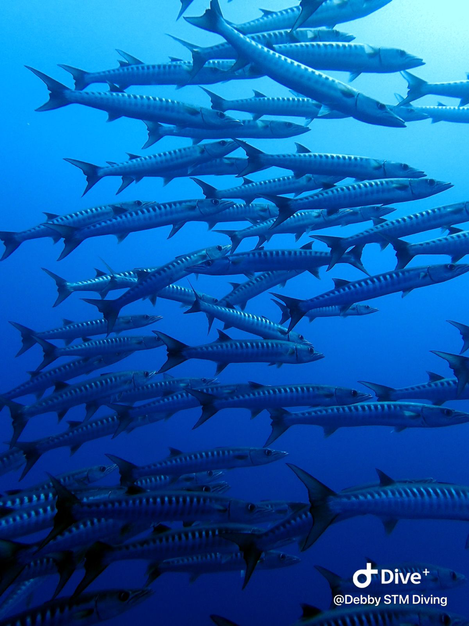 Egypten, Hurghada - Liveaboard, M/Y Simba, uge 43
