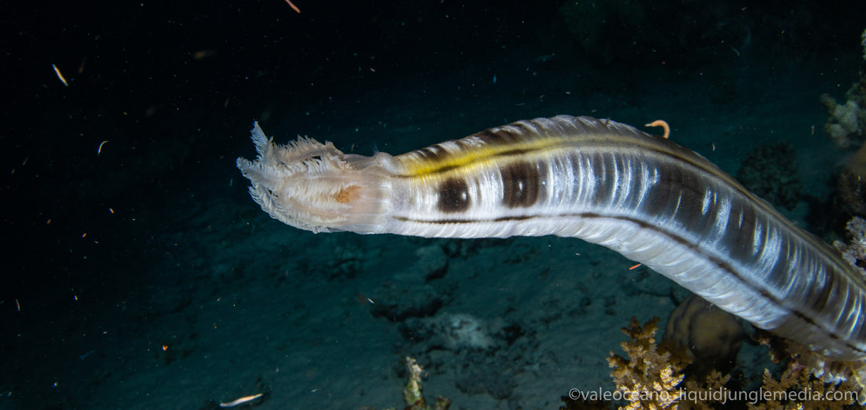 Seac Sub Action Camera Mount for the One Pro Mask