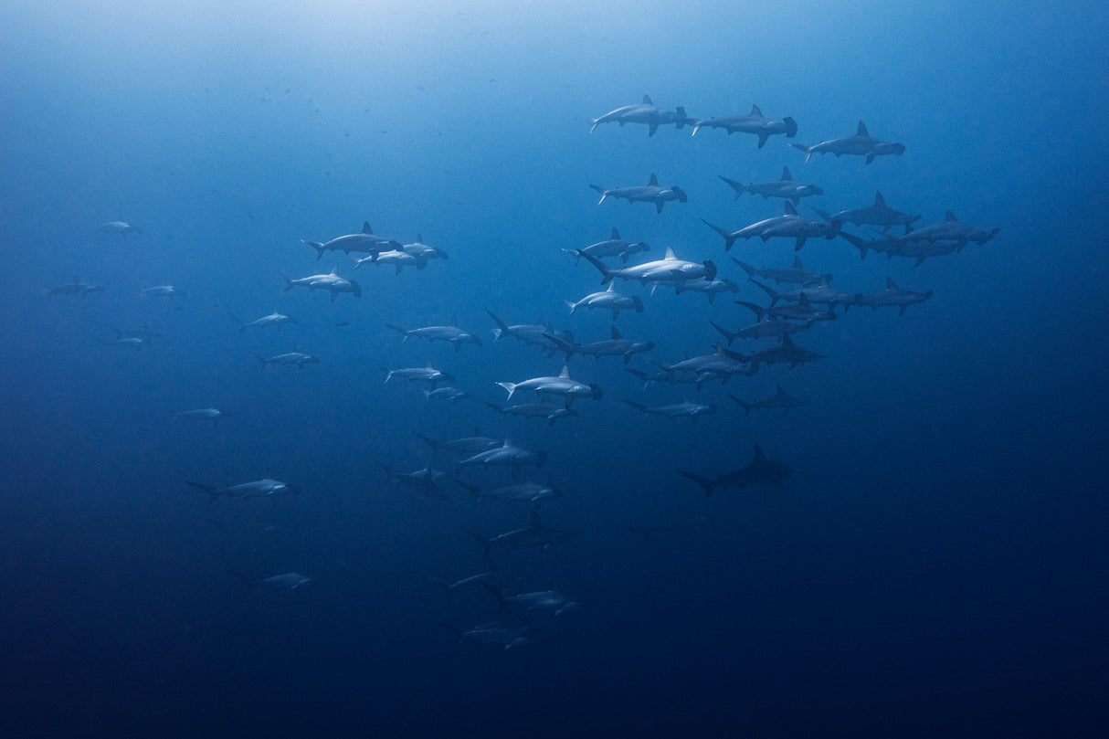 Mexico, Socorro Island - Liveaboard