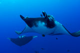 Mexico, Socorro Island - Liveaboard