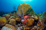 Caribien, Bonaire - Fra 7 nætter