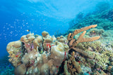 Caribien, Bonaire - Fra 7 nætter