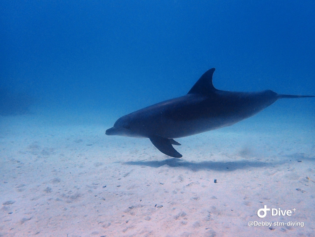Egypten, Hurghada  - Liveaboard, M/Y Simba, uge 43
