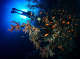 Egypten, Sharm El Sheikh - Dykkerrejse
