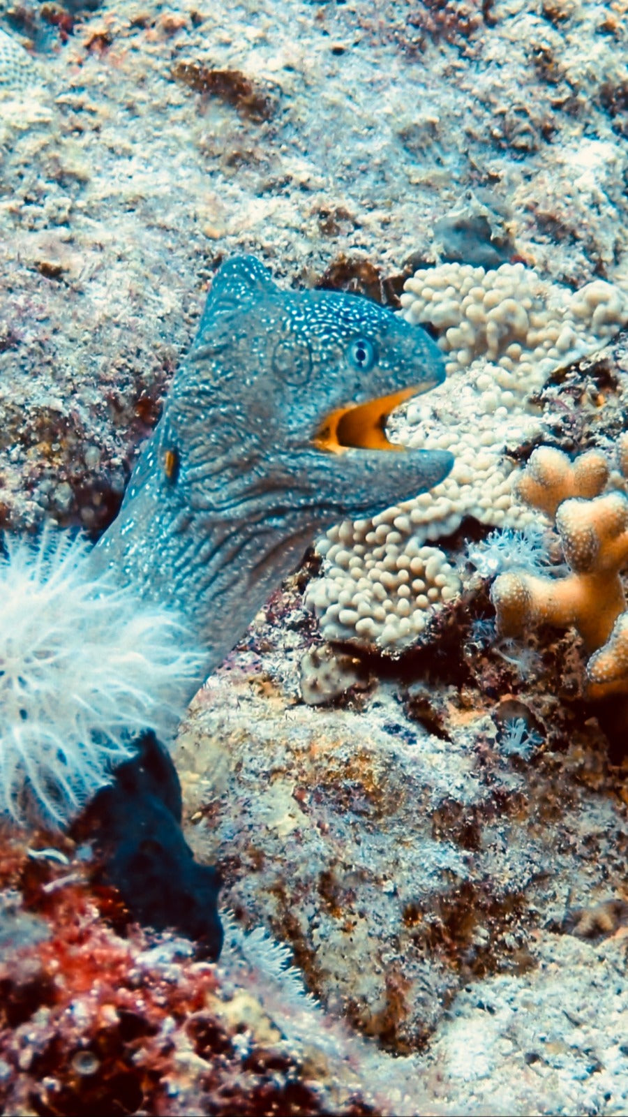 Egypten, Hurghada  - Liveaboard, M/Y Simba, uge 43