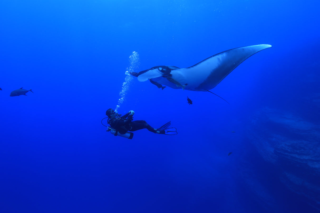 Mexico, Socorro Island - Liveaboard