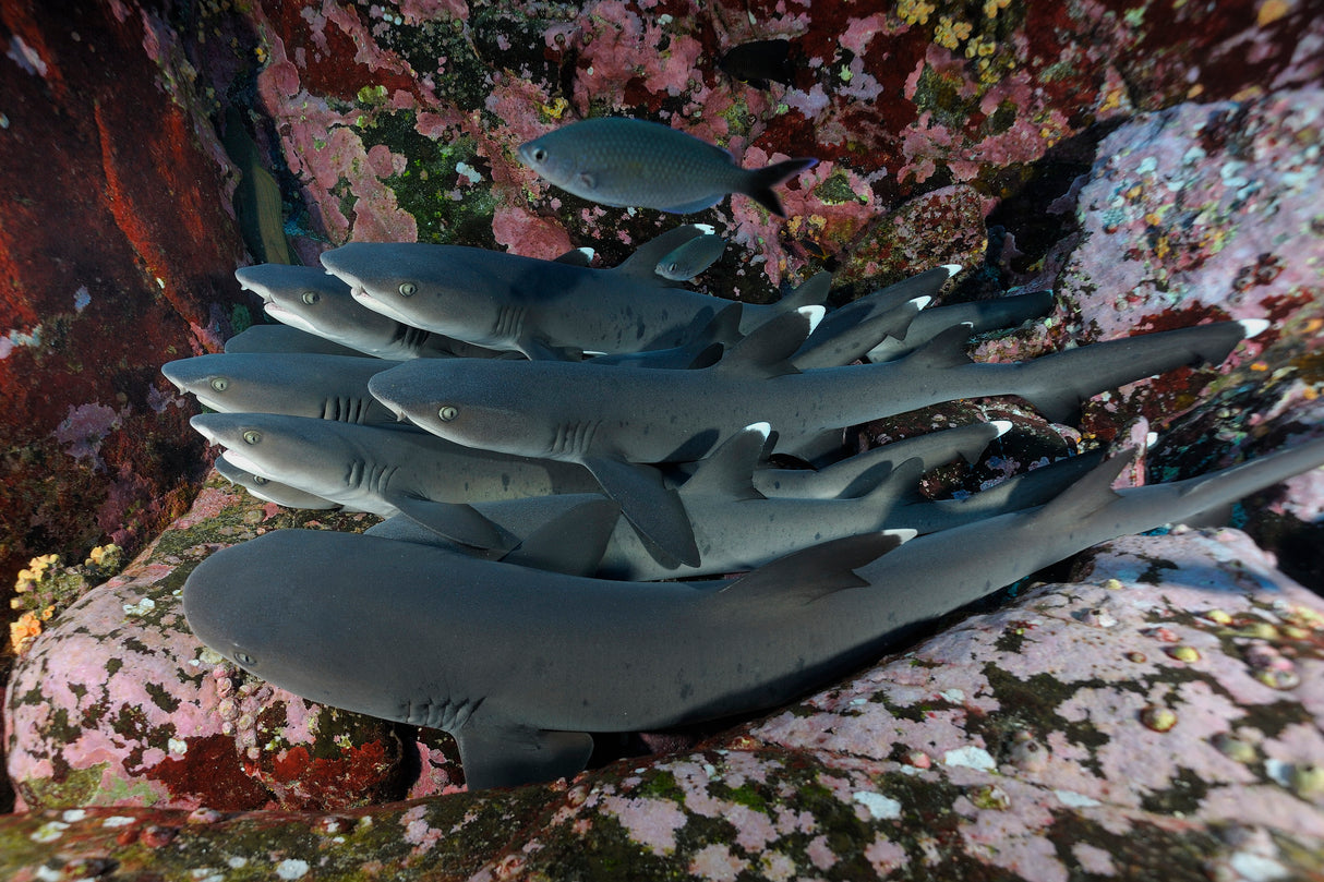 Mexico, Socorro Island - Liveaboard