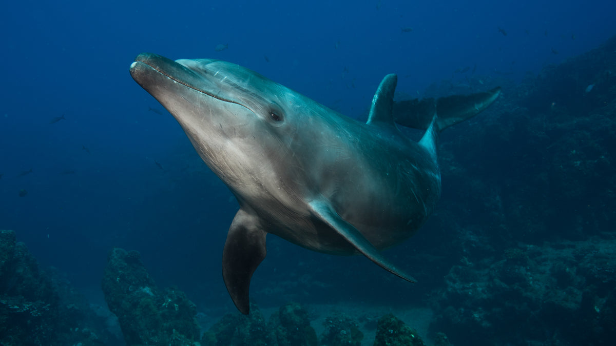 Mexico, Socorro Island - Liveaboard