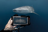 DIVEVOLK SeaTouch 4 MAX Platinum, Underwater housing til iPhone og Android