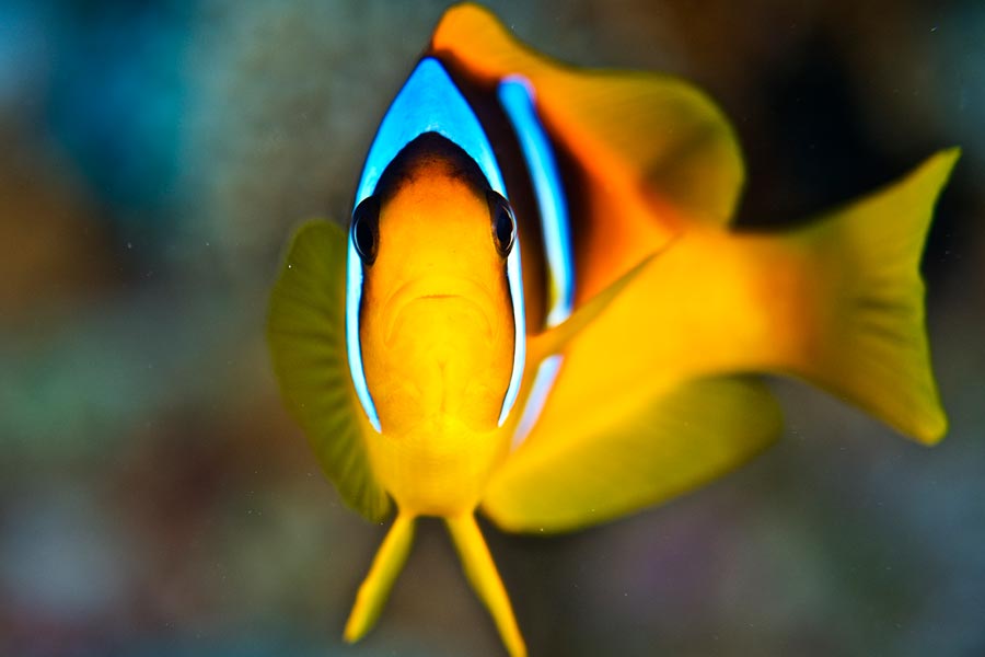 Egypten, Soma Bay - Dykkerrejse