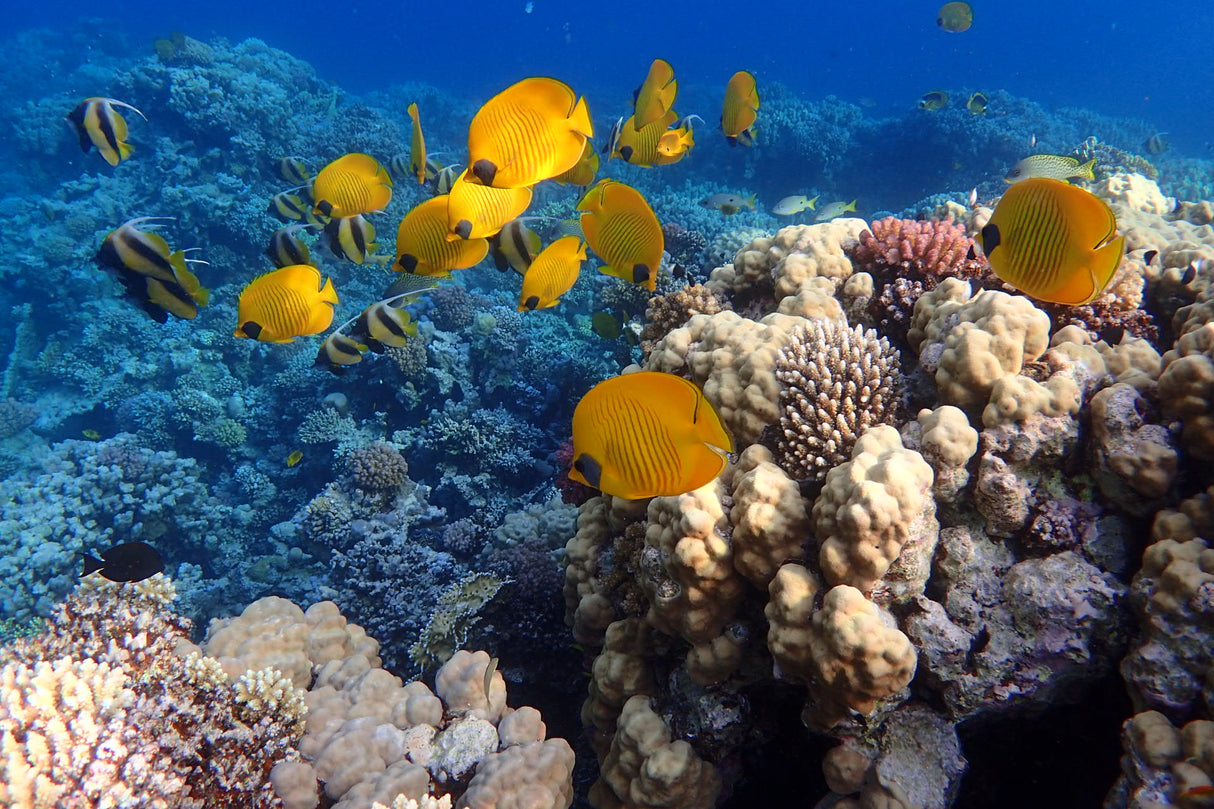 Egypten, Soma Bay - Dykkerrejse