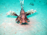 Egypten, Soma Bay - Dykkerrejse