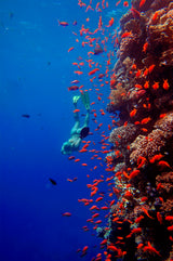 Egypten, Soma Bay - Dykkerrejse