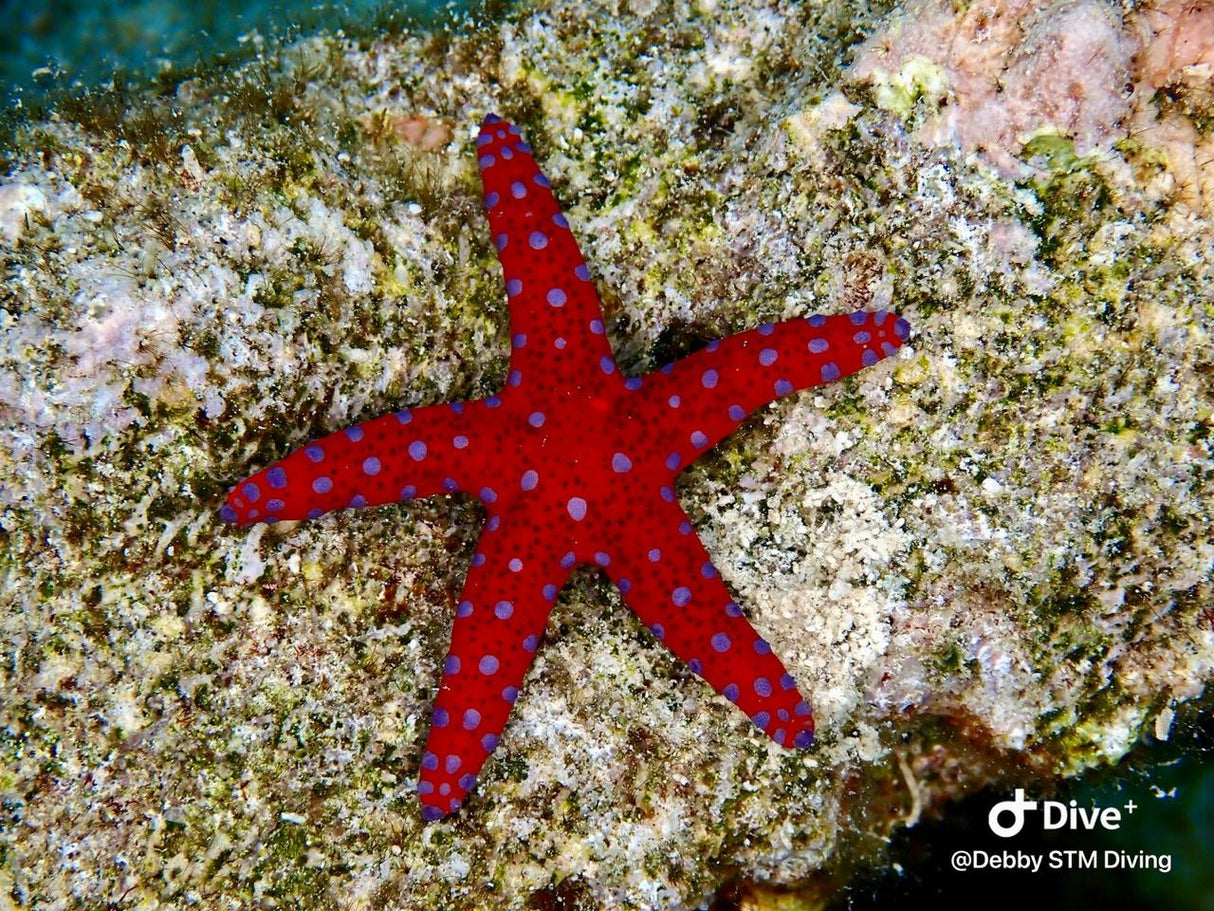 Egypten, Hurghada  - Liveaboard, M/Y Simba, uge 43