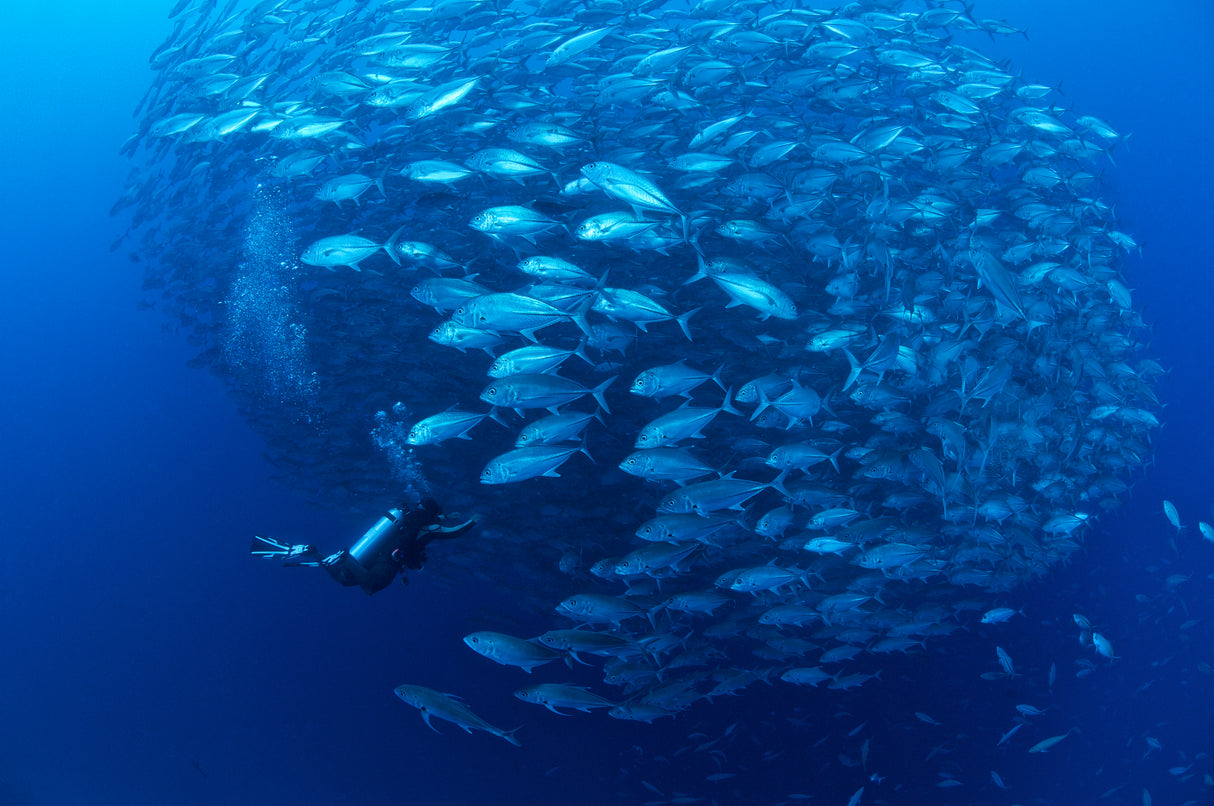 Luksusrejse til Filippinerne, Dauin & Apo Island - Fra 16 nætter