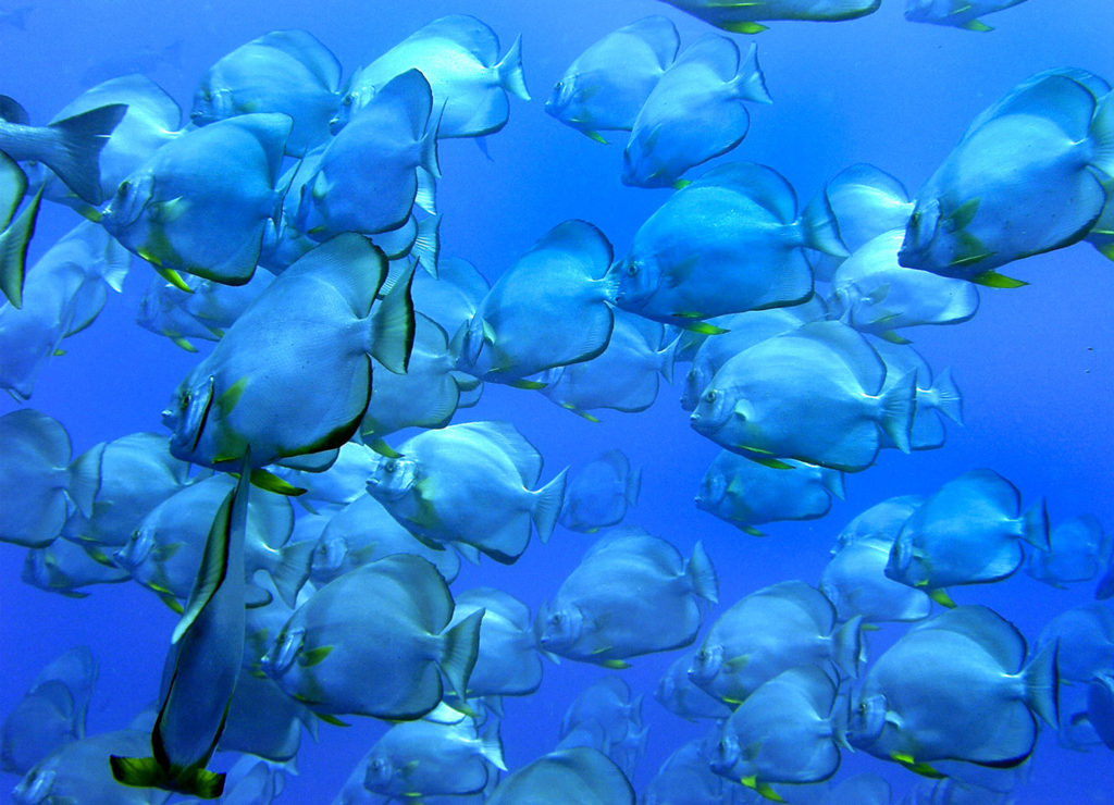 Seac Sub Action Camera Mount for the One Pro Mask