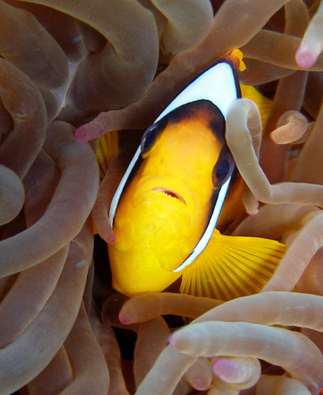 Sharm El Sheikh, Egypten - Grupperejse med Dykkerkursus