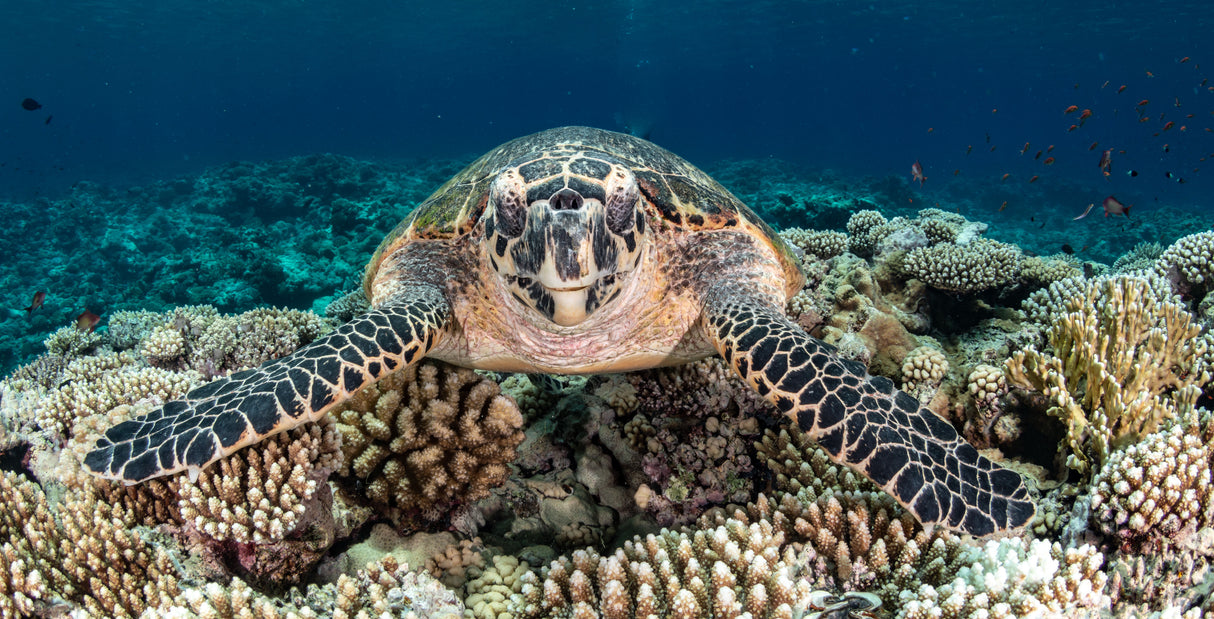 Seac Sub Action Camera Mount for the One Pro Mask